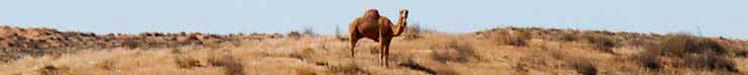 Camel, Simpson Desert